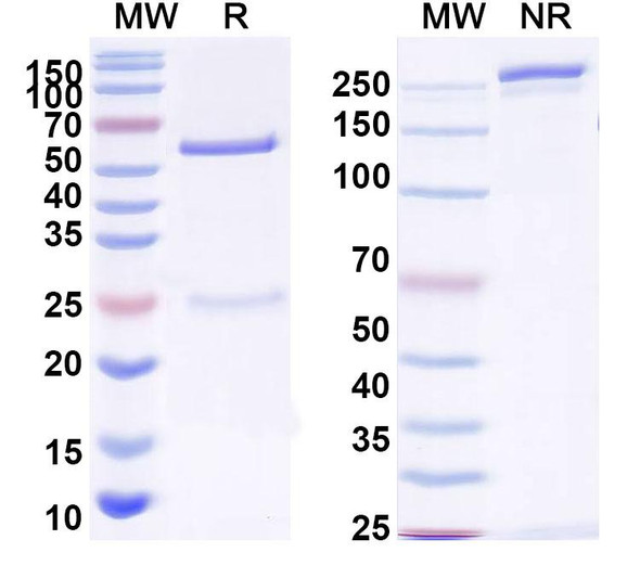 Anti-SARS-CoV-2 S2 Protein Monoclonal In Vivo Antibody - Low Endotoxin (CV3-25) - SDS-PAGE
