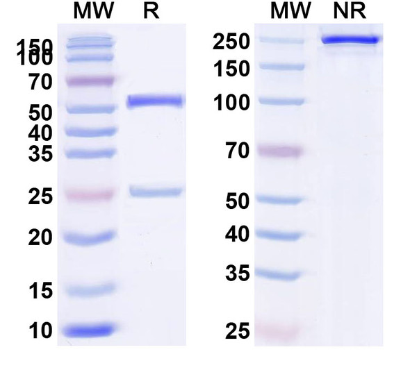 Anti-Human CD37/TSPAN26 Monoclonal In Vivo Antibody - Low Endotoxin (Iv0275) - SDS-PAGE