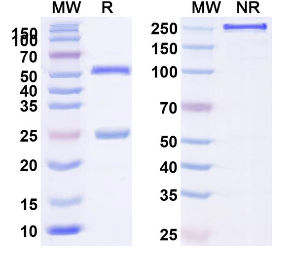 Anti-Mouse TCR αβ/alpha-beta TCR Monoclonal In Vivo Antibody - Low Endotoxin (H57-597) - SDS-PAGE