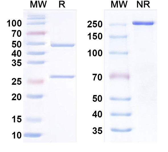 Anti-Human BTN3A1 Monoclonal In Vivo Antibody - Low Endotoxin (20.1) - SDS-PAGE
