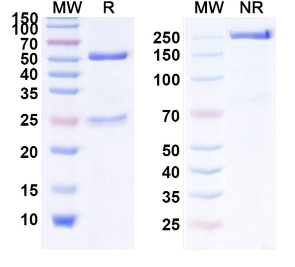 Anti-Mouse CD279/PDCD1/PD1 Monoclonal In Vivo Antibody - Low Endotoxin (RMP1-14) (D265A) - SDS-PAGE