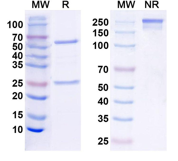 Anti-Mouse CD279/PDCD1/PD1 Monoclonal In Vivo Antibody - Low Endotoxin (RMP1-14) (D265A) - SDS-PAGE