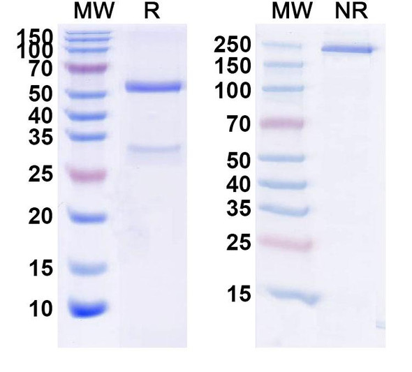Anti-Mouse IFNG/IFN-gamma Monoclonal In Vivo Antibody - Low Endotoxin (XMG1.2) - SDS-PAGE