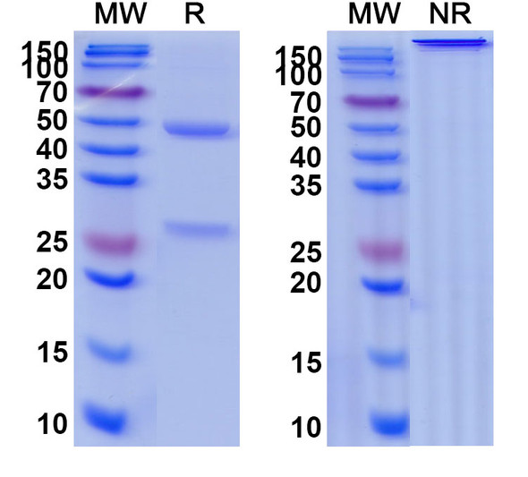 Anti-IL6 Monoclonal antibody (10G10) - SDS-PAGE