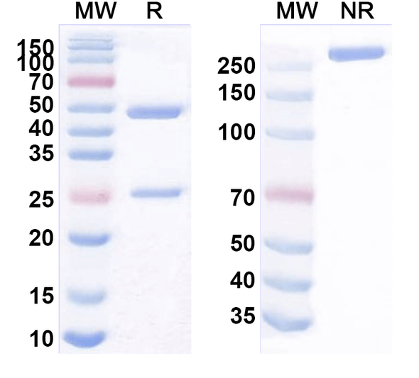 Anti-MPXV A29L Antibody (1A004) - SDS-PAGE