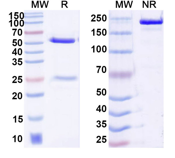 Research Grade Anrukinzumab - SDS-PAGE