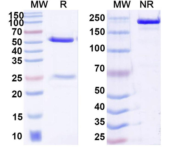 Research Grade Anrukinzumab - SDS-PAGE