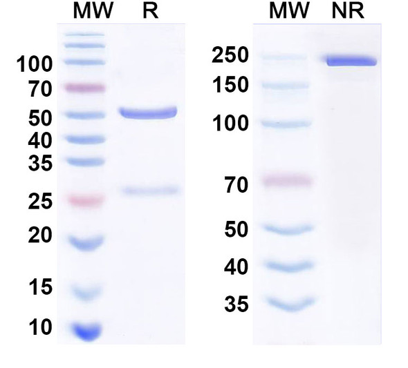 Anti-CSFV NS5A Antibody (1A011) - SDS-PAGE