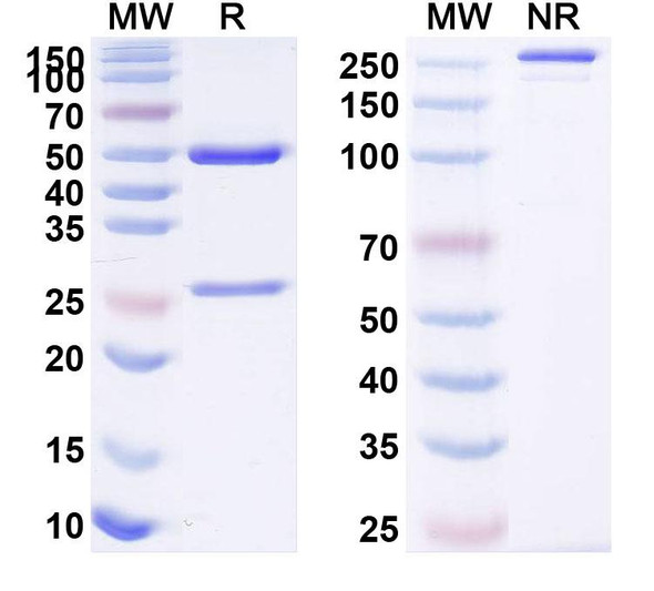 Anti-ASFV NS4A Antibody (1A017) - SDS-PAGE