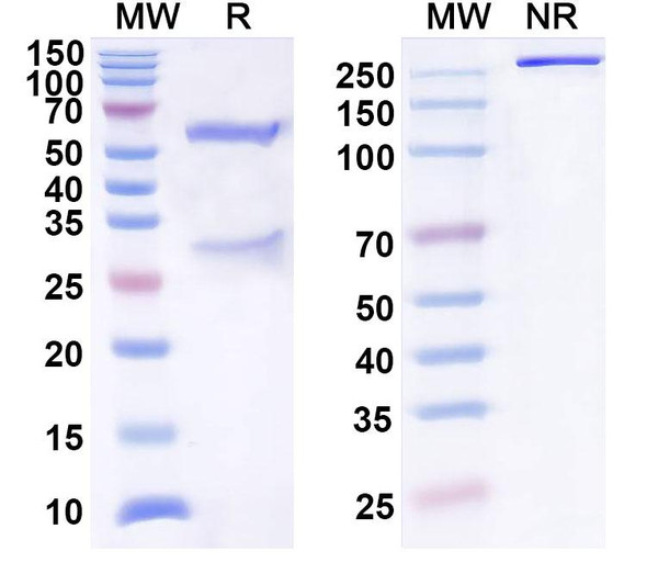 Anti-HeV/NiV Glycoprotein G Antibody (1A050) - SDS-PAGE