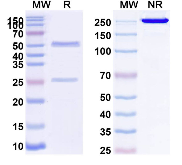 Anti-Human CD274/PD-L1/B7-H1 Monoclonal Antibody (1A058) - SDS-PAGE