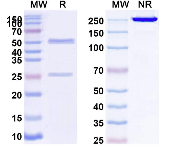 Anti-Human CD274/PD-L1/B7-H1 Monoclonal Antibody (1A058) - SDS-PAGE