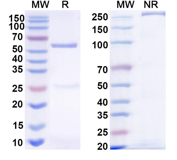 Anti-Human CD274/PD-L1/B7-H1 Monoclonal Antibody (1A060) - SDS-PAGE