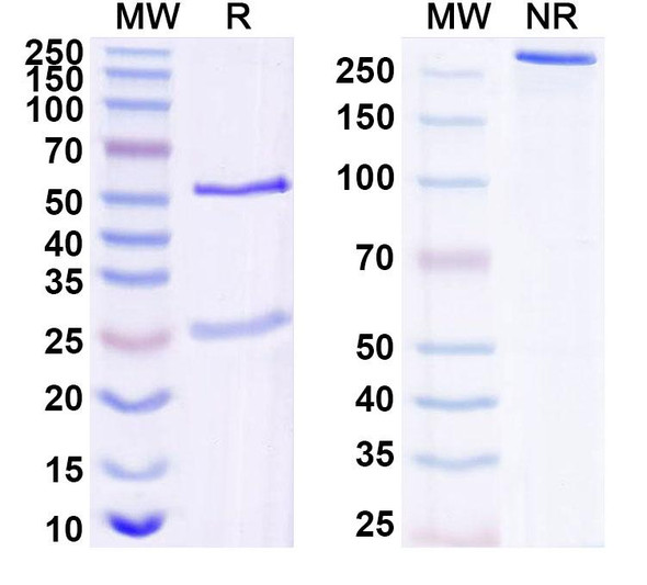 Anti-HHV-1/HSV1 gG/US4 Monoclonal Antibody (1A074) - SDS-PAGE