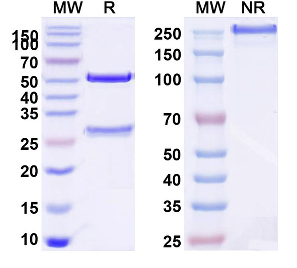 Anti-Human PTH Monoclonal Antibody (1A091) - SDS-PAGE