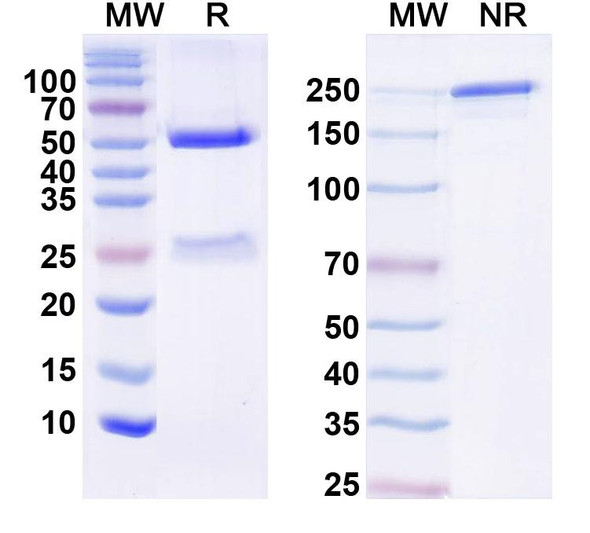 Anti-Mouse IL6 Monoclonal Antibody (1A093) - SDS-PAGE