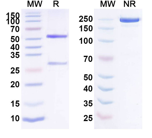 Anti-Mouse IL6 Monoclonal Antibody (1A094) - SDS-PAGE