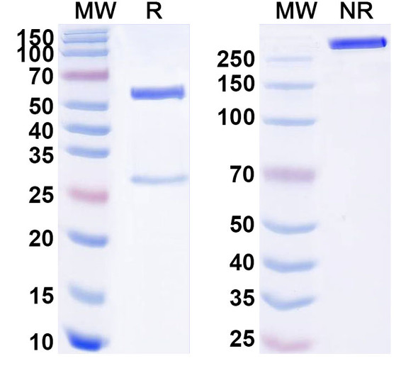 Anti-Human FLT1 Monoclonal Antibody (1A118) - SDS-PAGE