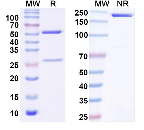Anti-Human CD279/PDCD1/PD1 Monoclonal Antibody (1A125) - SDS-PAGE