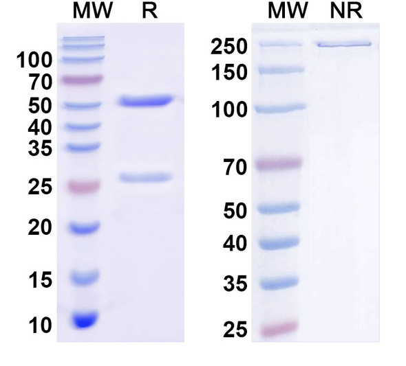 Anti-Human CD279/PDCD1/PD1 Monoclonal Antibody (1A126) - SDS-PAGE