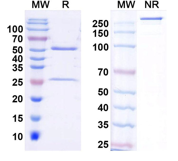 Anti-Hydra vulgaris Transcription Factor Sp5-like Monoclonal Antibody (1A131) - SDS-PAGE