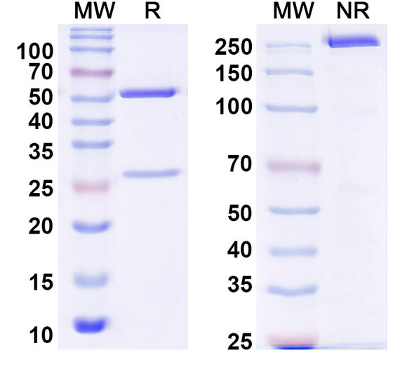 Anti-Mouse EHF/ESE-3 Monoclonal Antibody (1A145) - SDS-PAGE