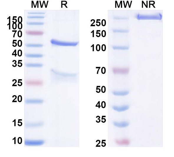 Anti-HSV2/HHV-2 gD/US6 Monoclonal Antibody (1A150) - SDS-PAGE