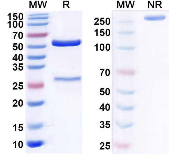 Anti-Human CD14 Monoclonal Antibody (1A156) - SDS-PAGE