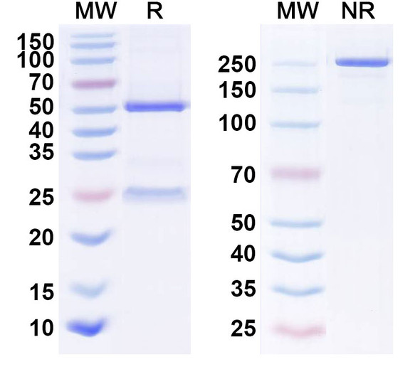 Anti-Human CTGF/CCN2 Monoclonal Antibody (1A137) - SDS-PAGE