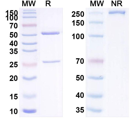 Anti-Human CD38 Monoclonal Antibody (1A166) - SDS-PAGE