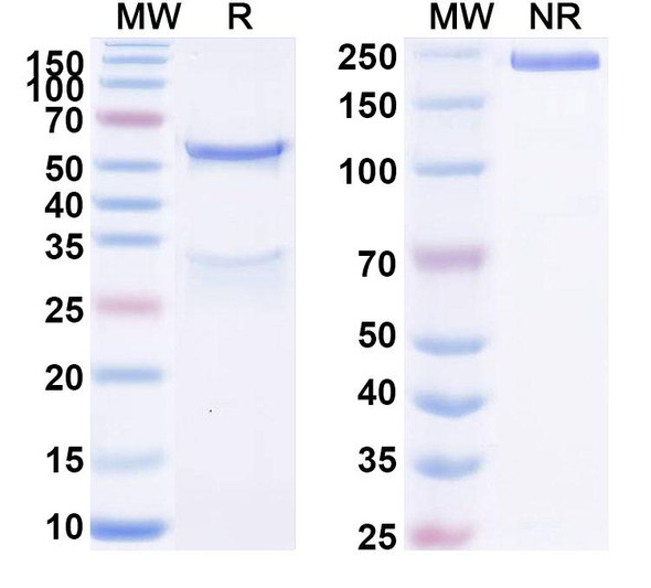 Anti-Human Prepro-Insulin Monoclonal Antibody (1A222) - SDS-PAGE