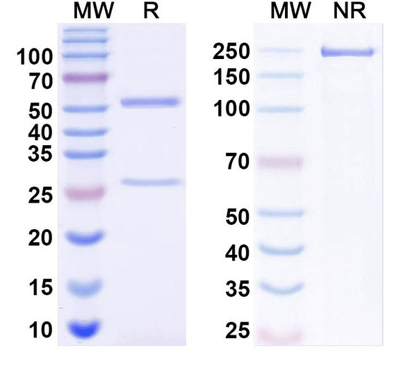 Anti-HBV HBsAg Monoclonal Antibody (1A236) - SDS-PAGE