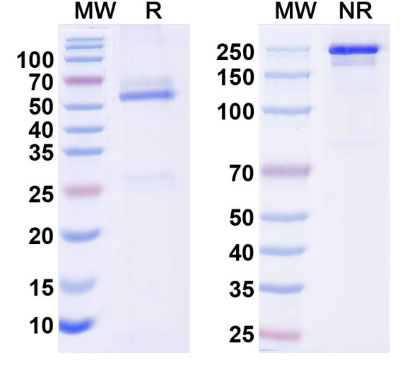 Anti-HBV HBeAg Monoclonal Antibody (1A241) - SDS-PAGE