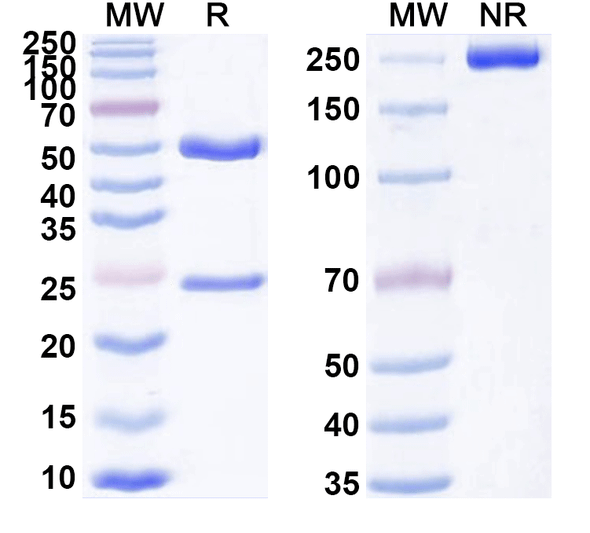 Anti-Rotavirus/RV Monoclonal Antibody (1A251) - SDS-PAGE