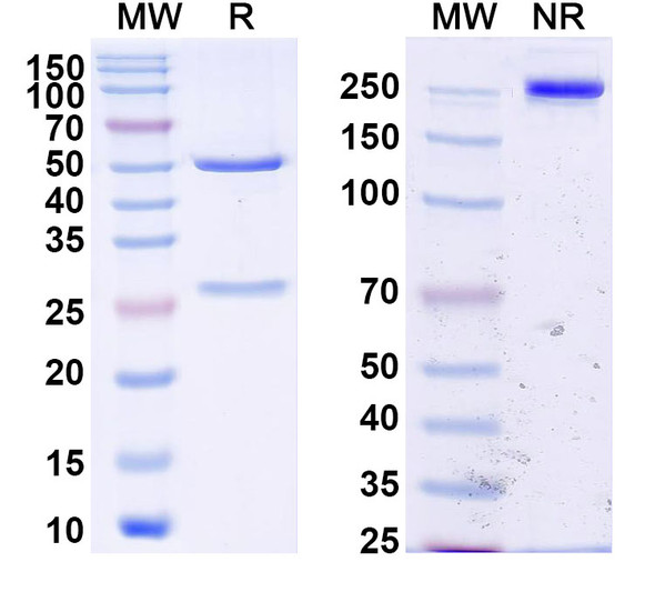 Anti-Clostridium Difficile Toxin B/tcdB Monoclonal Antibody (1A252) - SDS-PAGE