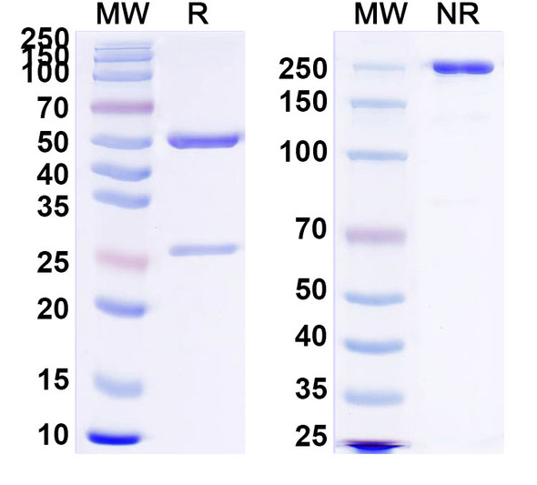Anti-Human CD66e/CEA/CEACAM5 Monoclonal Antibody (1A266) - SDS-PAGE