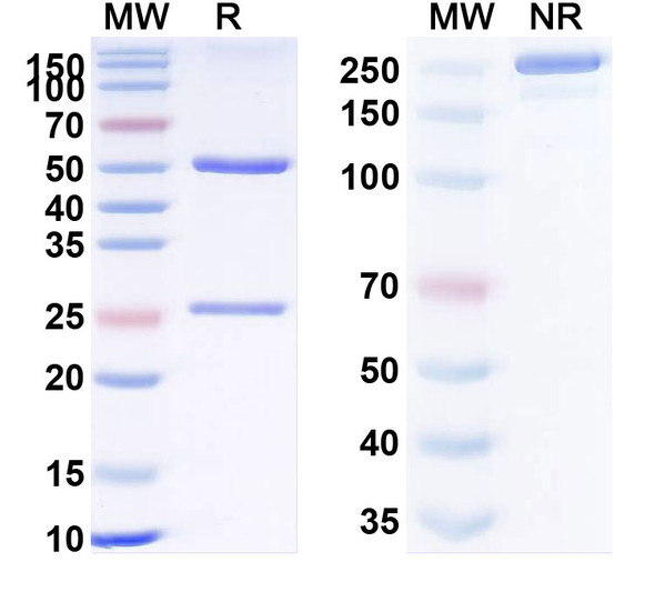Anti-Human CA19-9/CA199 Monoclonal Antibody (1A299) - SDS-PAGE
