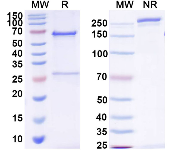 Anti-Human PIVKA-II/DCP Monoclonal Antibody (1A301) - SDS-PAGE