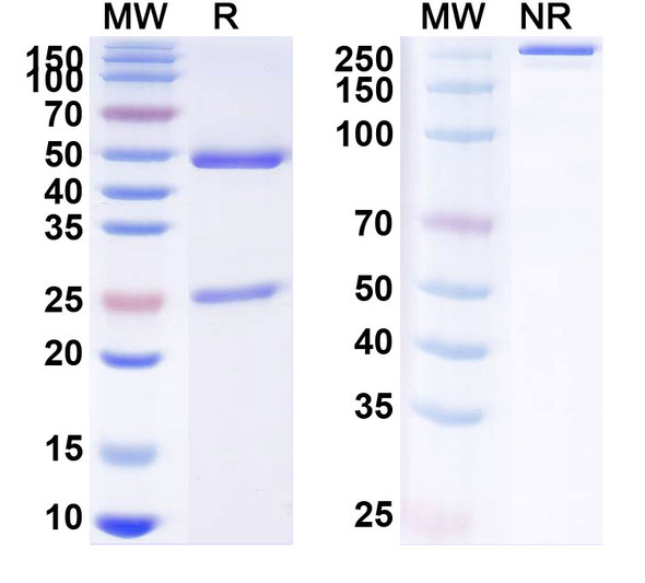 Anti-Human ENO2/NSE Monoclonal Antibody (1A303) - SDS-PAGE