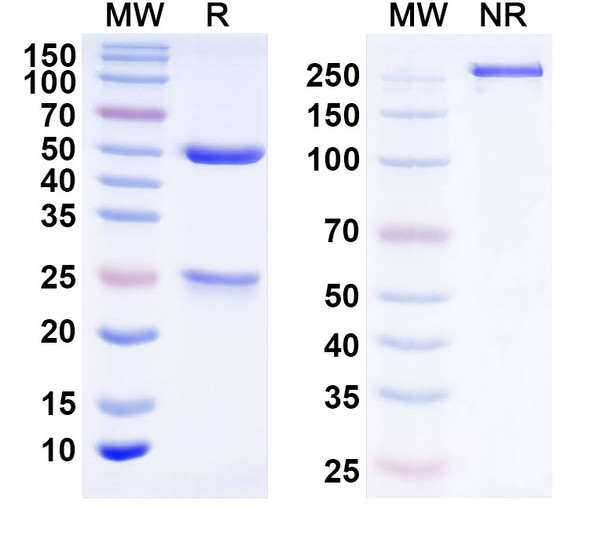 Anti-Human LTF/Lactotransferrin Monoclonal Antibody (1A315) - SDS-PAGE