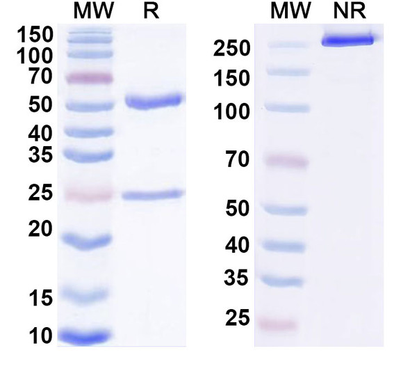 Anti-Human PCT/Procalcitonin Monoclonal Antibody (1A334) - SDS-PAGE