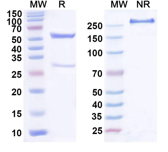 Anti-Human NT-ProBNP Monoclonal Antibody (1A344) - SDS-PAGE