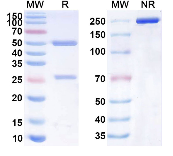 Anti-Human D-Dimer Monoclonal Antibody (1A352) - SDS-PAGE