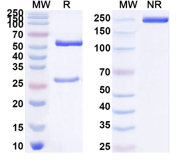 Anti-Human D-Dimer Monoclonal Antibody (1A353) - SDS-PAGE