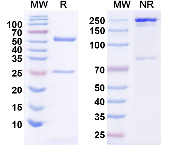 Anti-Human HCG Monoclonal Antibody (1A369) - SDS-PAGE