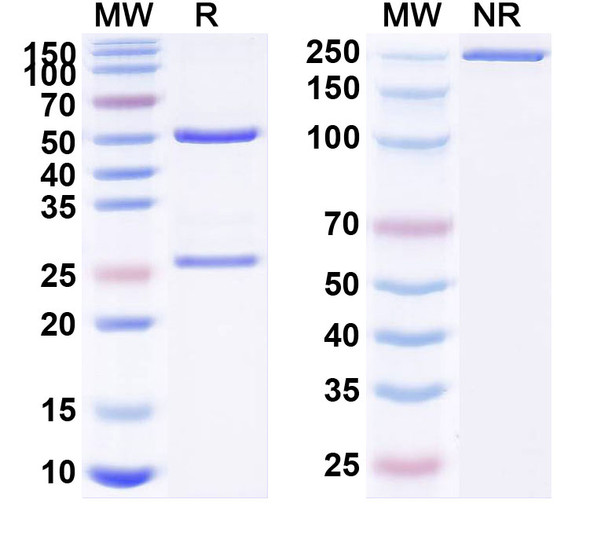 Anti-Human HCG Monoclonal Antibody (1A371) - SDS-PAGE