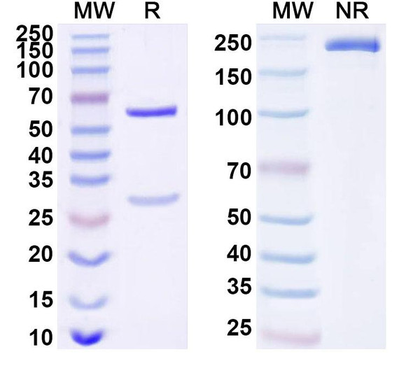 Anti-Human HCG Monoclonal Antibody (1A372) - SDS-PAGE