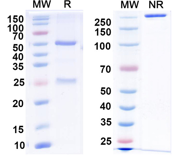Anti-Human HCG Monoclonal Antibody (1A373) - SDS-PAGE
