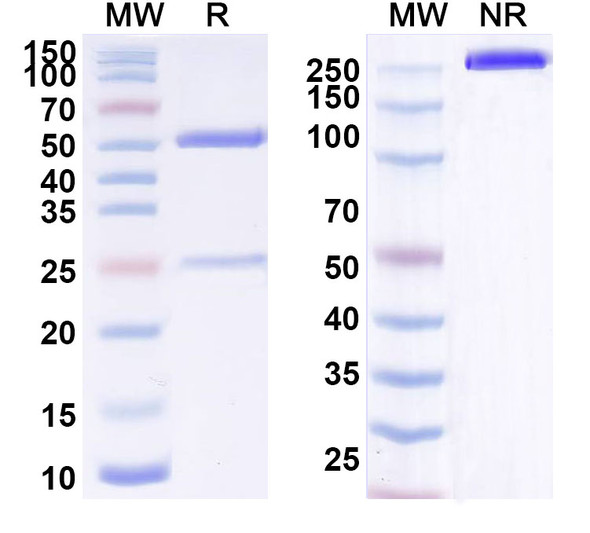 Anti-Human AMH Monoclonal Antibody (1A374) - SDS-PAGE