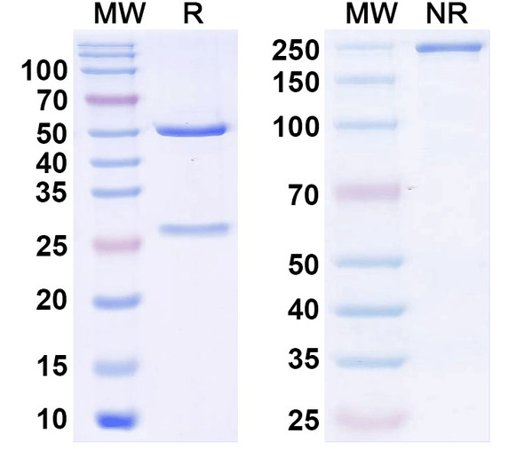 Anti-Human PRL Monoclonal Antibody (1A379) - SDS-PAGE